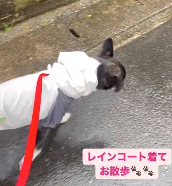 レインコートを着てお散歩するあーりんちゃん