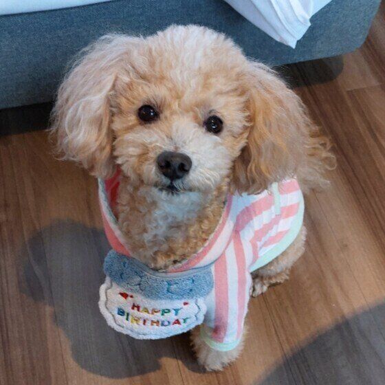 トイ・プードル