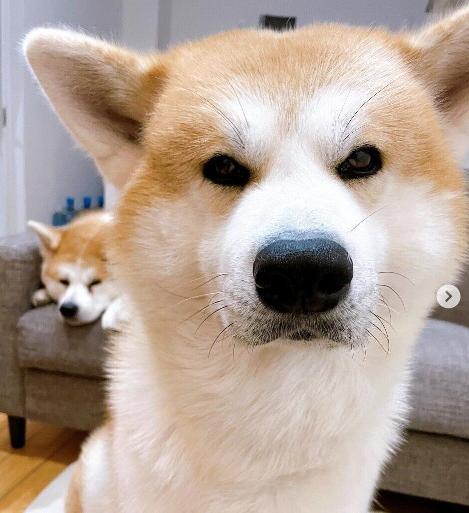 見つめるよたろうくん