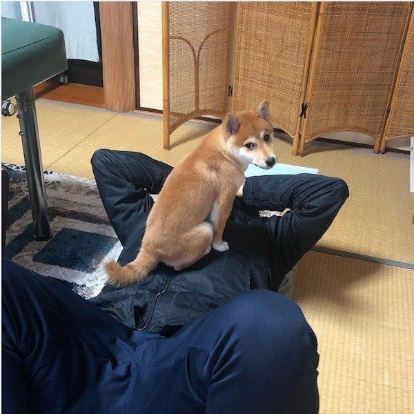 甘えるポムちゃん