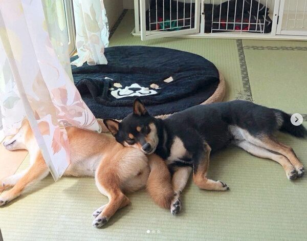 まったりする小次狼くんと五十鈴ちゃん