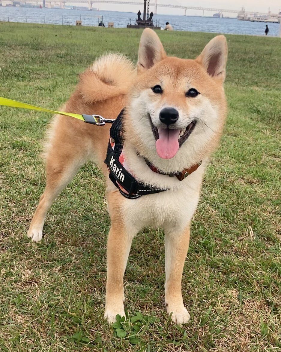 柴のかりんちゃん