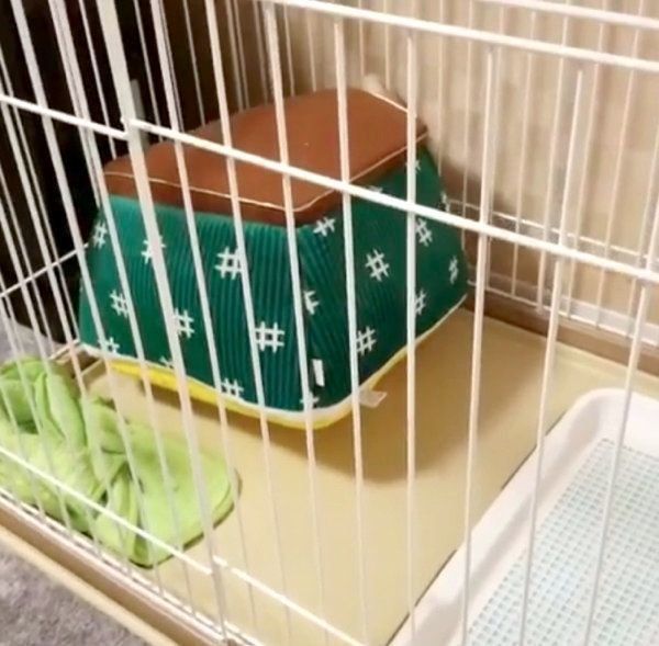 こたつに入るパグ