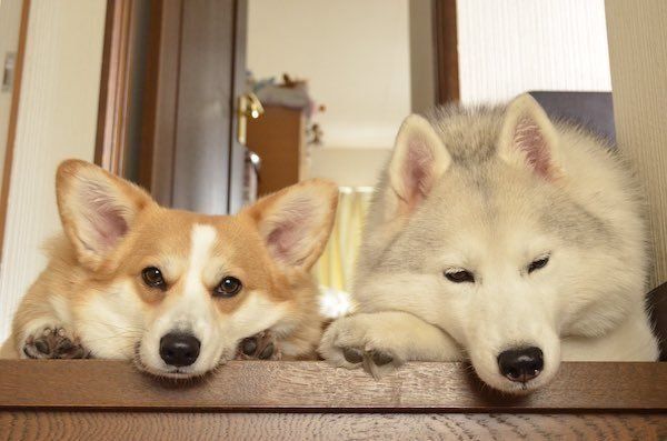 退屈そうなキャリーとムギちゃん