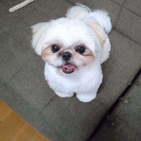 見つめるシー・ズー