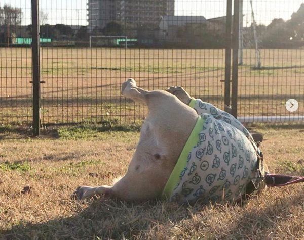 フレンチ・ブルドッグのぽん太ちゃん