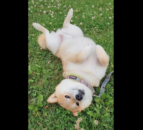 芝生の上でヘソ天するニッキくん