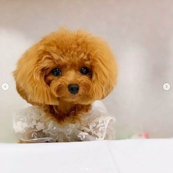 1才のお誕生日おめでとう