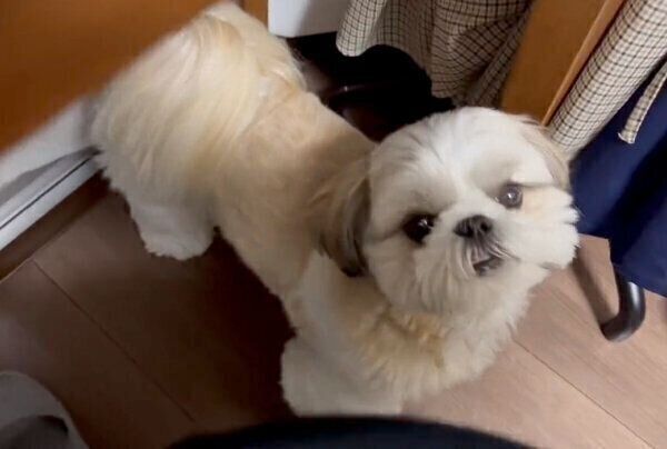 飼い主さんのことを見つめるあいすちゃん