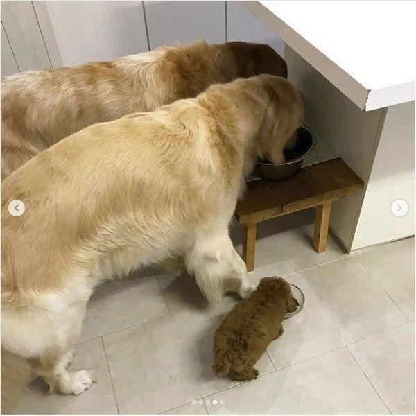 ゴールデン・レトリーバーとトイ・プードル