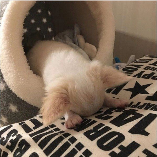 力つきるワンコ