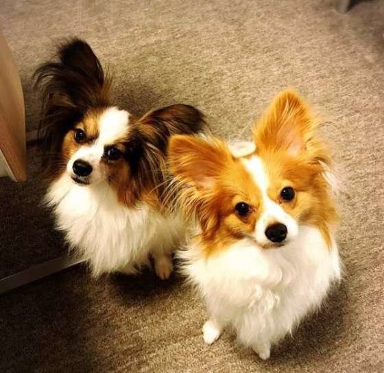 おやつを催促するパピヨン