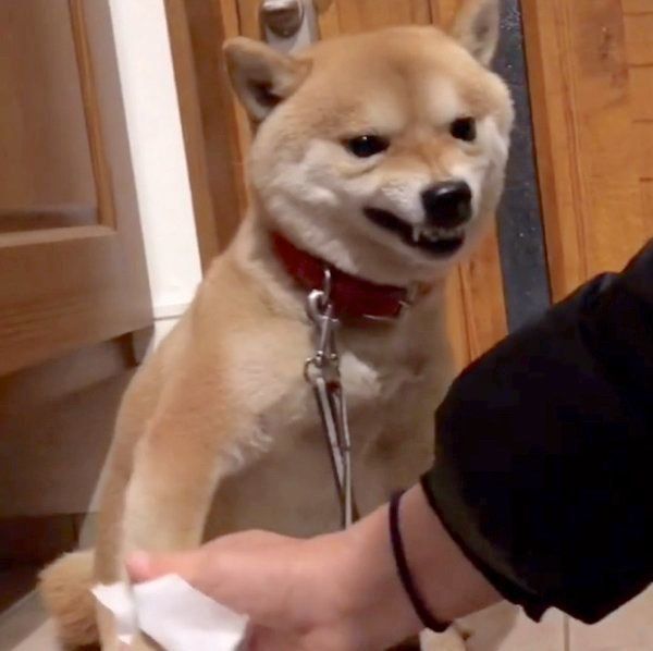 豆柴の豆千代くん