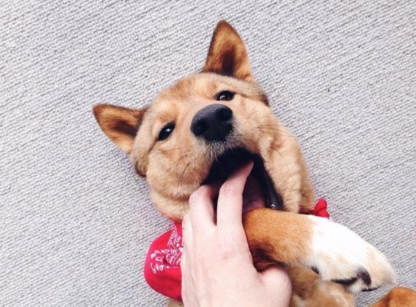 雑種の麦ちゃん