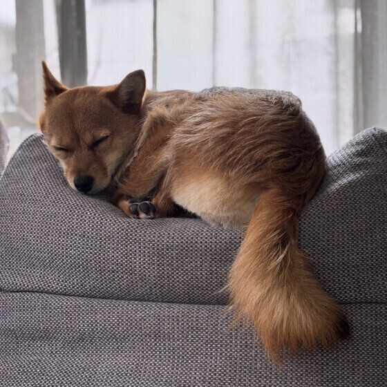 Mix（小型犬）のあんずちゃん♪