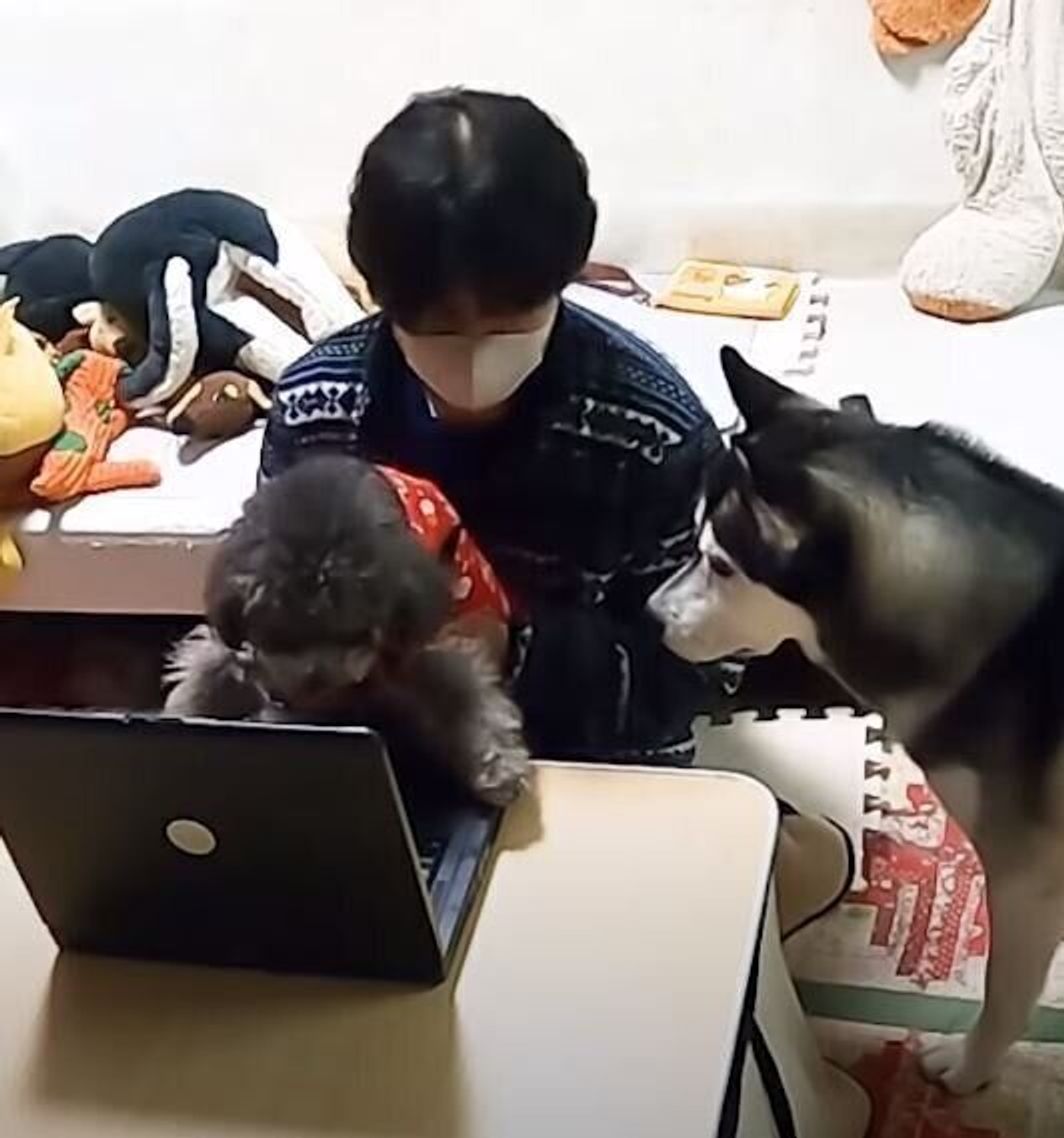 かまってほしい お父さんのパソコン仕事を邪魔するハスキー トイプー ついに膝に乗る いぬのきもちweb Magazine かまってほしい お父さんのパソコン仕事を邪魔するハスキー トイプー ついに膝に乗る いぬのきもちweb Magazine
