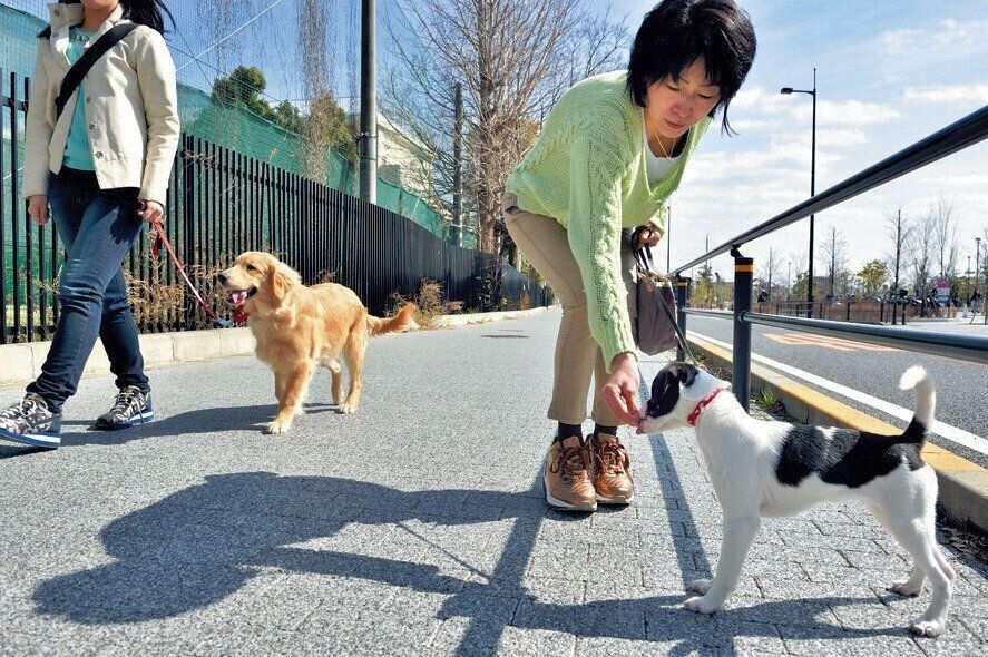 ここではほかの犬に慣れさせています。