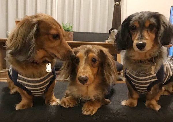 並ぶミニチュア・ダックスフンド