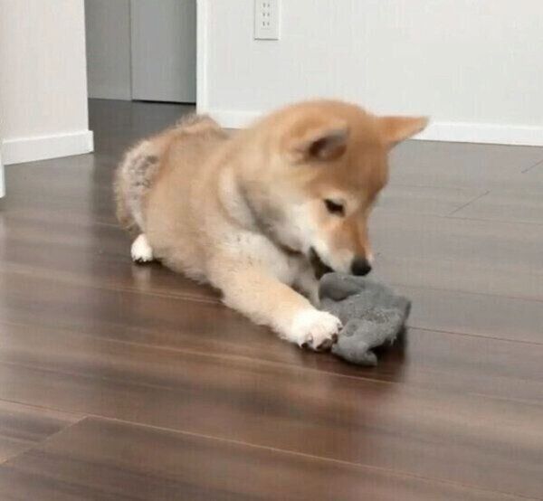 靴下を盗んだ味噌ちゃん