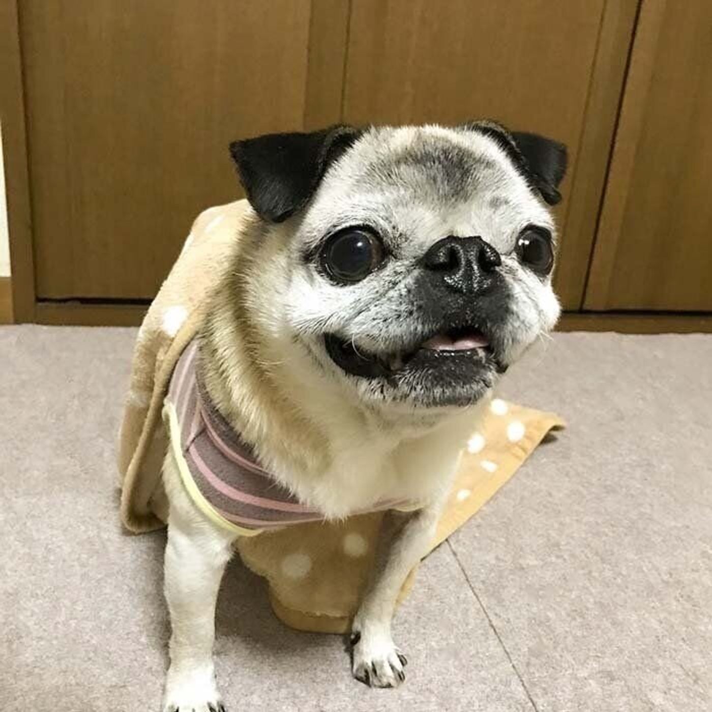 電気工事のおじさんに遊んでほしくてうずうず 大歓迎なパグ犬 連載 パグ犬 めー Vol 90 いぬのきもちweb Magazine 電気工事のおじさんに遊んでほしくてうずうず 大歓迎なパグ犬 連載 パグ犬 めー Vol 90 いぬのきもちweb Magazine