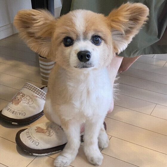 飼い主さんのスリッパに座る空くん（パピヨン）