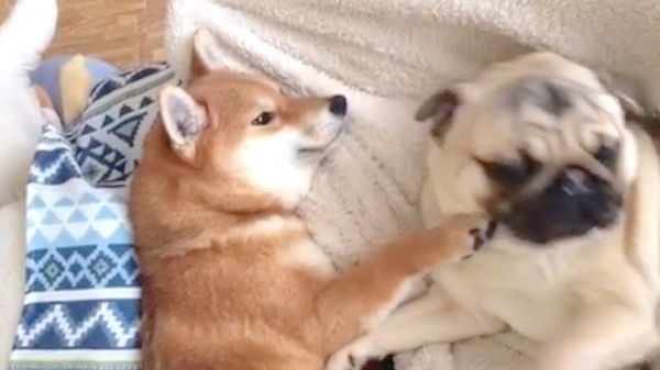 添い寝する柴犬とパグ