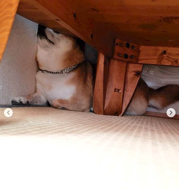 隙間にハマる柴犬