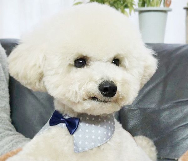 つけ襟をするトイ･プードル