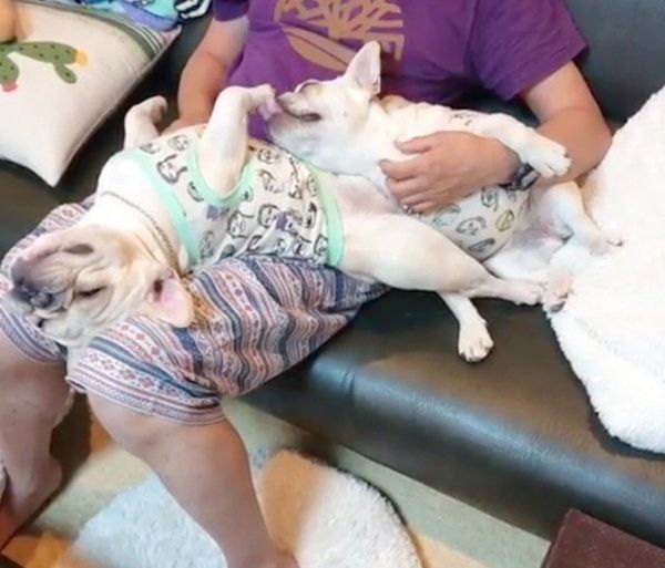 パパさんと遊ぶボブくん・イブちゃん