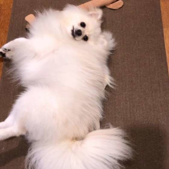 暑いポメラニアン