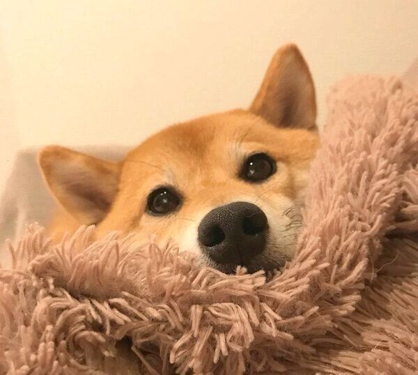 まったりするエマちゃん