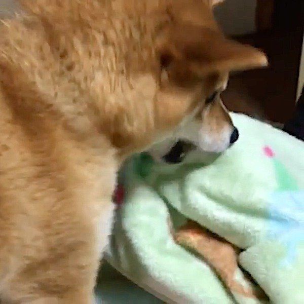 布団を持ってきてくれる柴犬