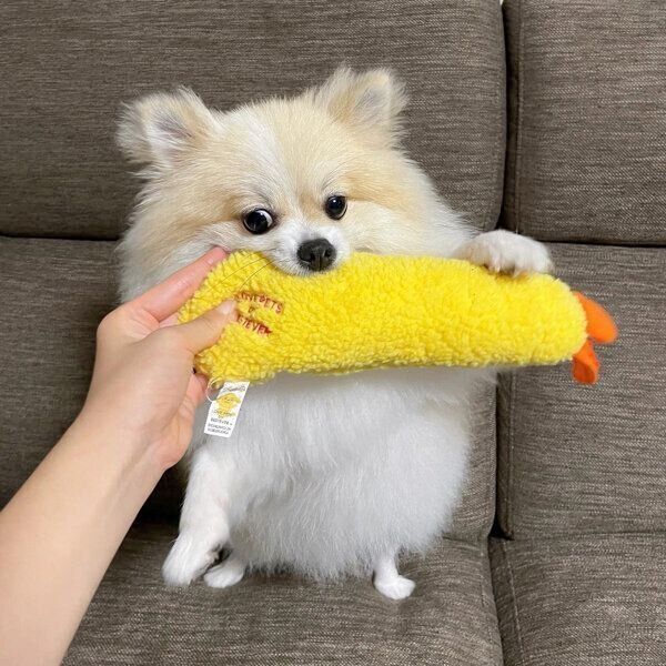 おもちゃをくわえるちくわくん