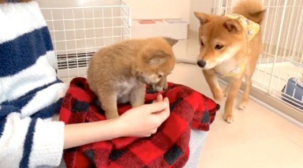 初対面する福ちゃんと富くん