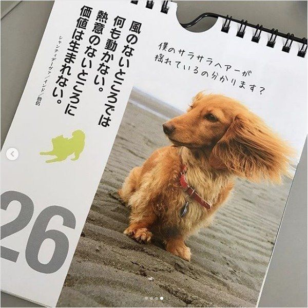 ワンコの日めくりカレンダー