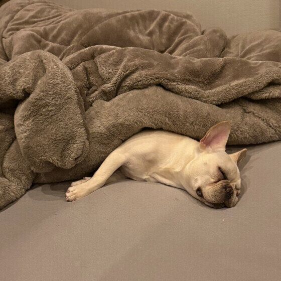 毛布にくるまるフレンチ・ブルドッグ