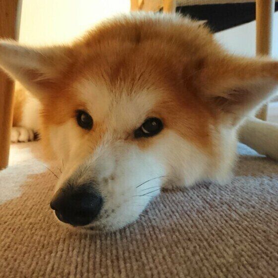 伏せをする秋田