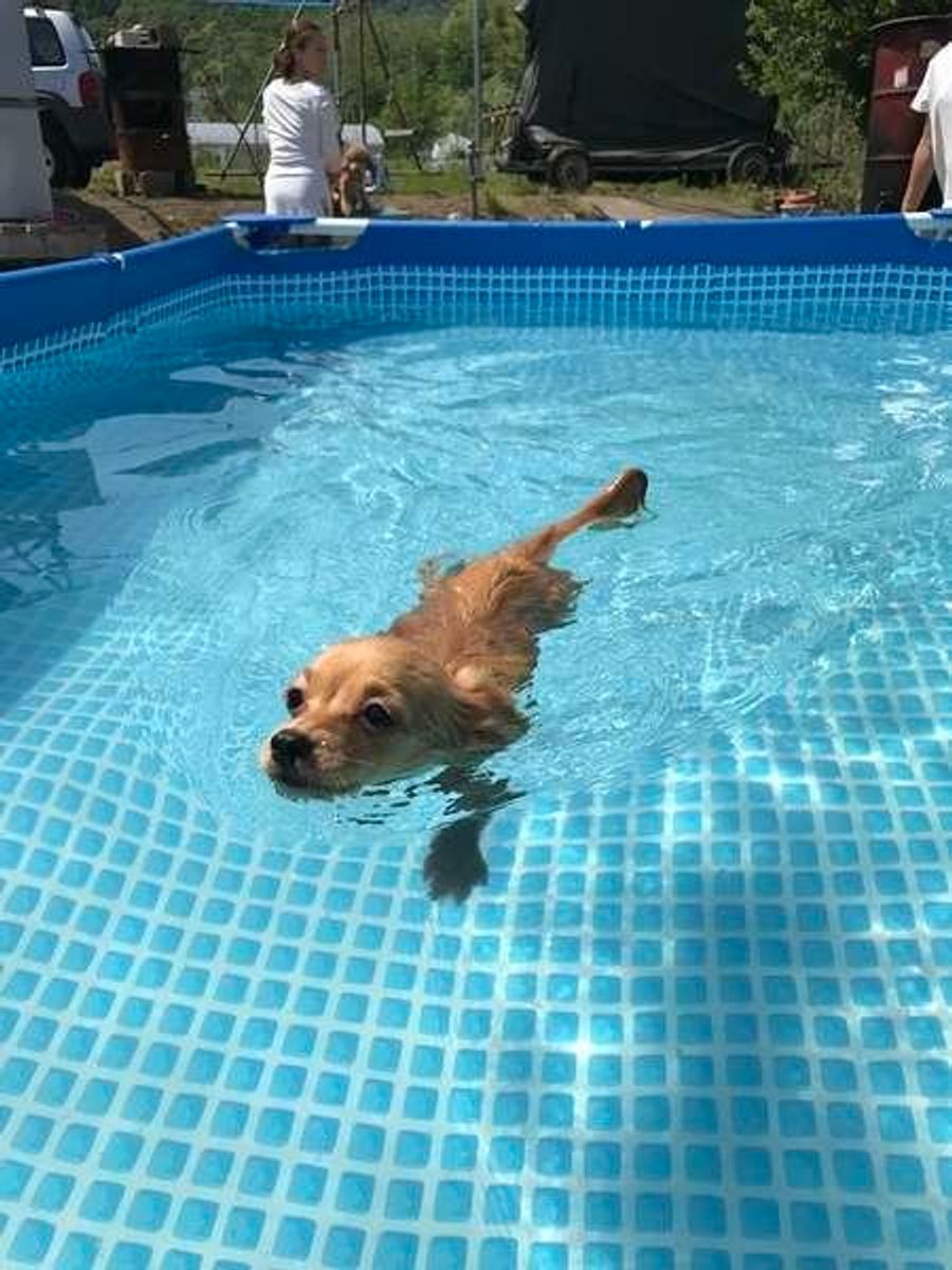 楽しく水遊びするために 画像付き 犬の水遊びの注意点 いぬのきもちweb Magazine 楽しく水遊びするために 画像付き 犬の水遊びの注意点 いぬのきもちweb Magazine