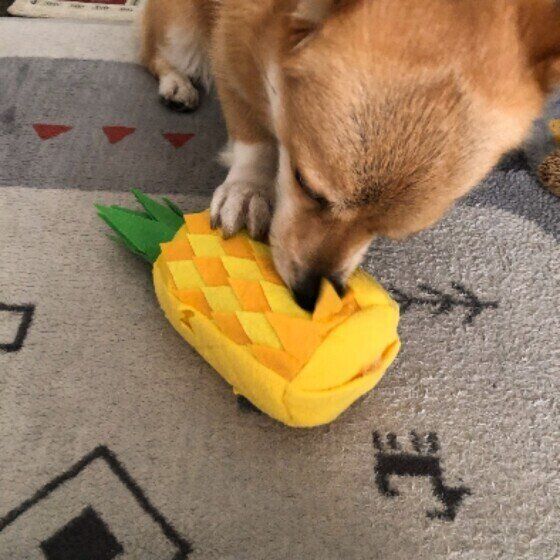 愛犬とノーズワークで遊ぶ際の注意点 いぬのきもち