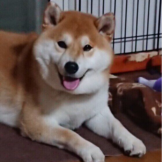 笑顔を見せる柴