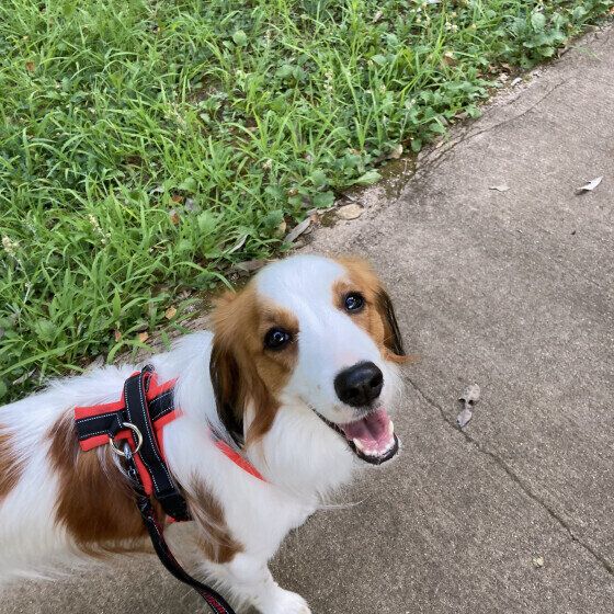 コーイケルホンディエの stellaちゃん