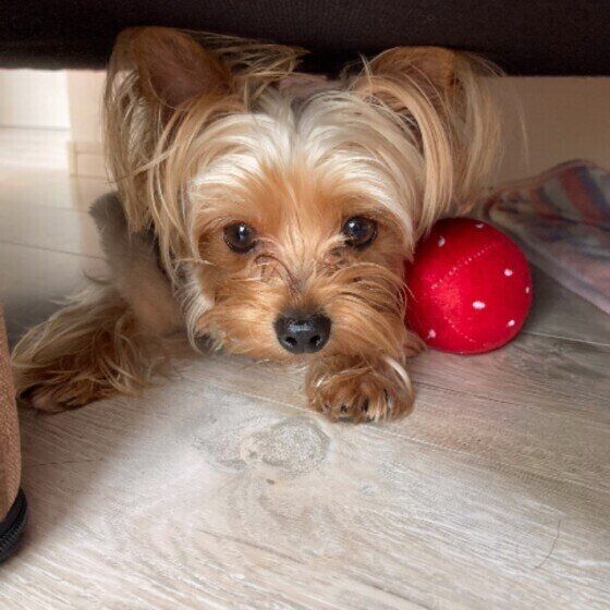 かくれんぼするヨークシャー・テリア