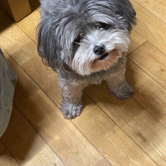 小首を傾げる小型Mix犬