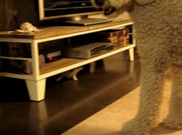 スタンダード・プードルとチワワ