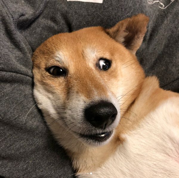 肉球をいじられる柴犬