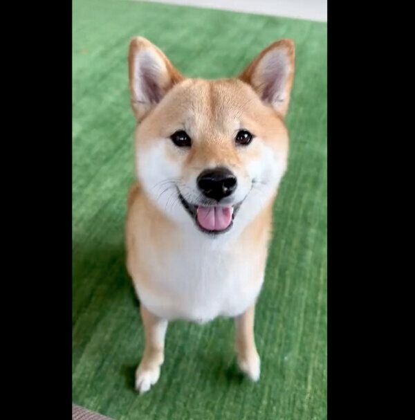 目をキラキラさせる富くん