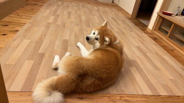 飼い主さんの様子をうかがうももちゃん