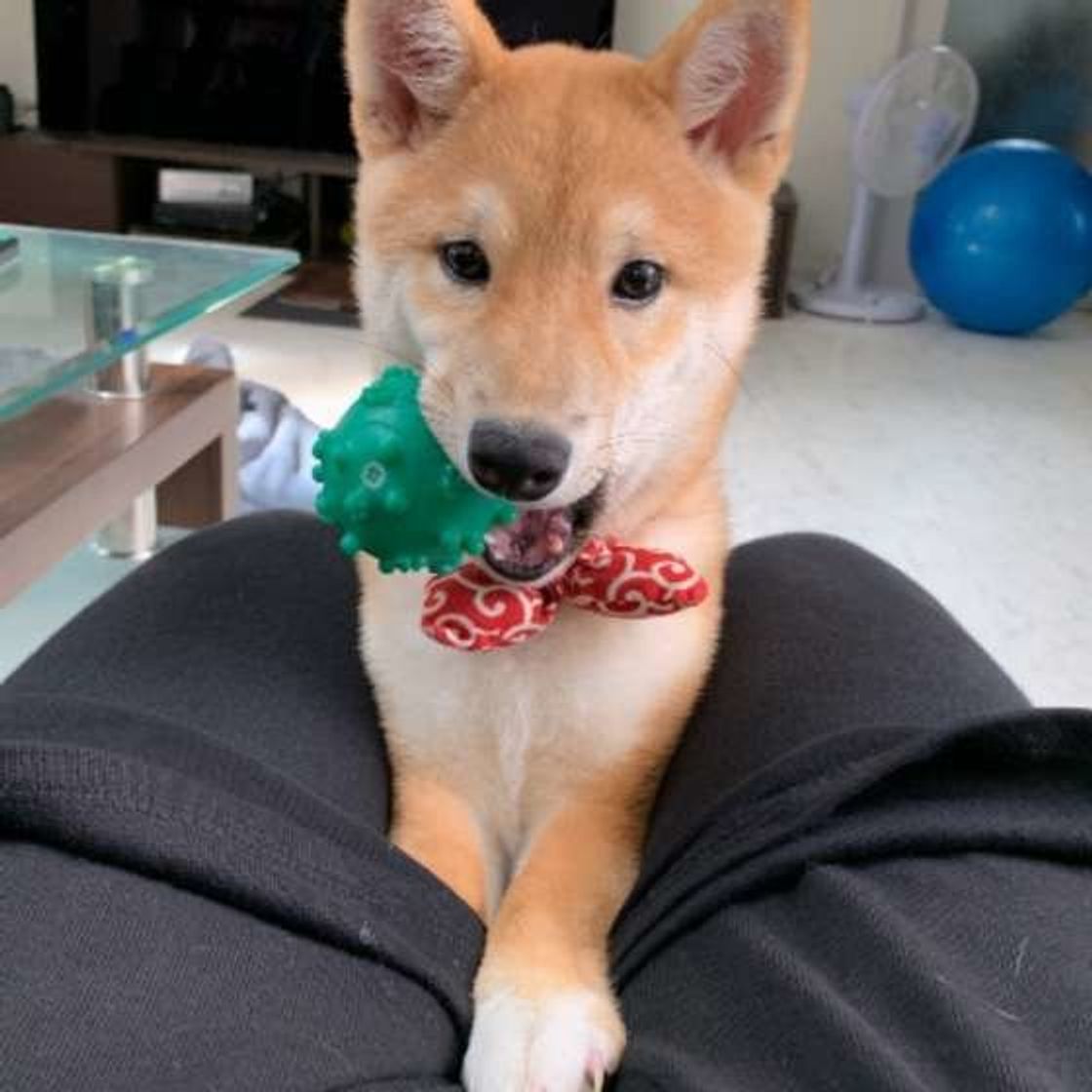 犬が人のひざに前足をチョン 愛犬の ねぇねぇ がたまらない いぬのきもちweb Magazine 犬が人のひざに前足をチョン 愛犬の ねぇねぇ がたまらない いぬのきもちweb Magazine