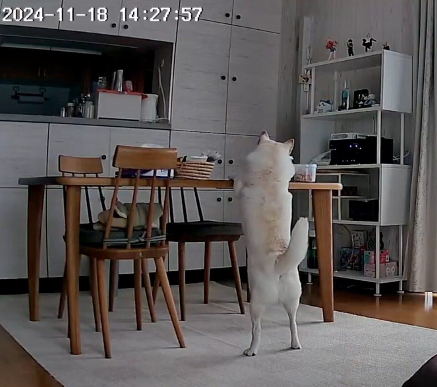 留守番中のチョビちゃんの様子