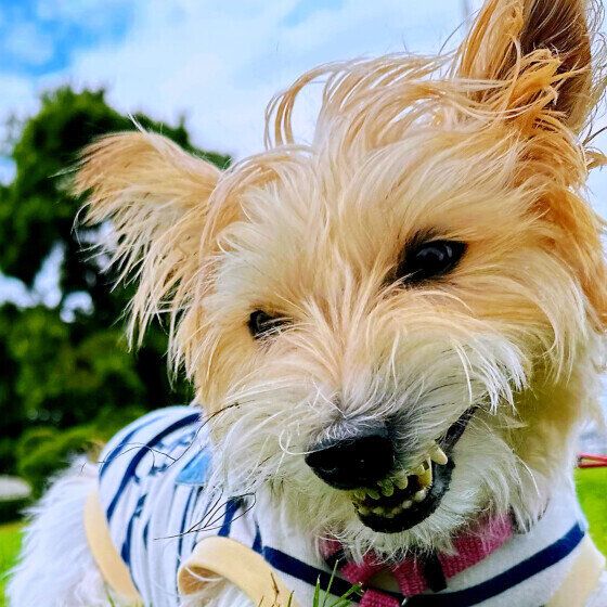 ニカッと笑うしぃたけくん